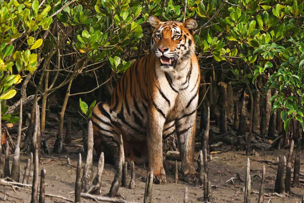 Royal Bengal Tiger of Sundarbans and used inPhotography Blog for Beginners,