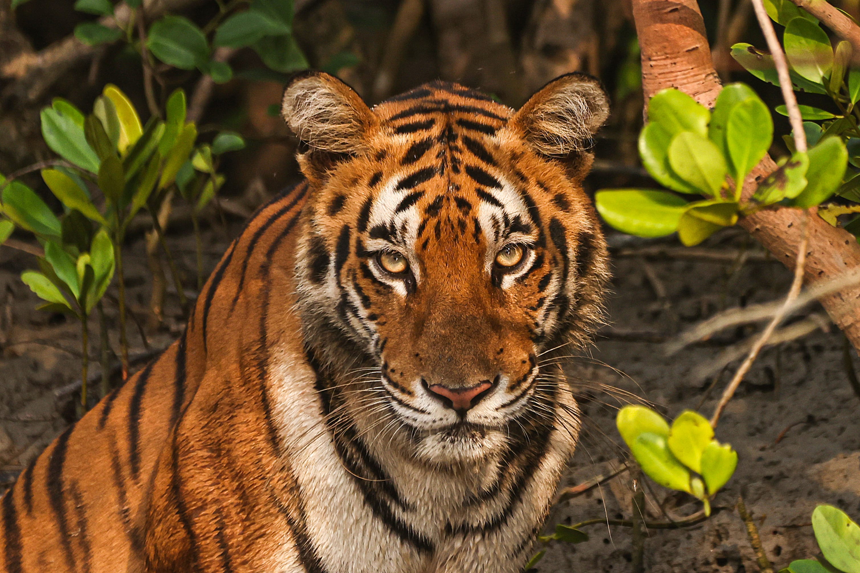 royal bengal tiger of sundarbans