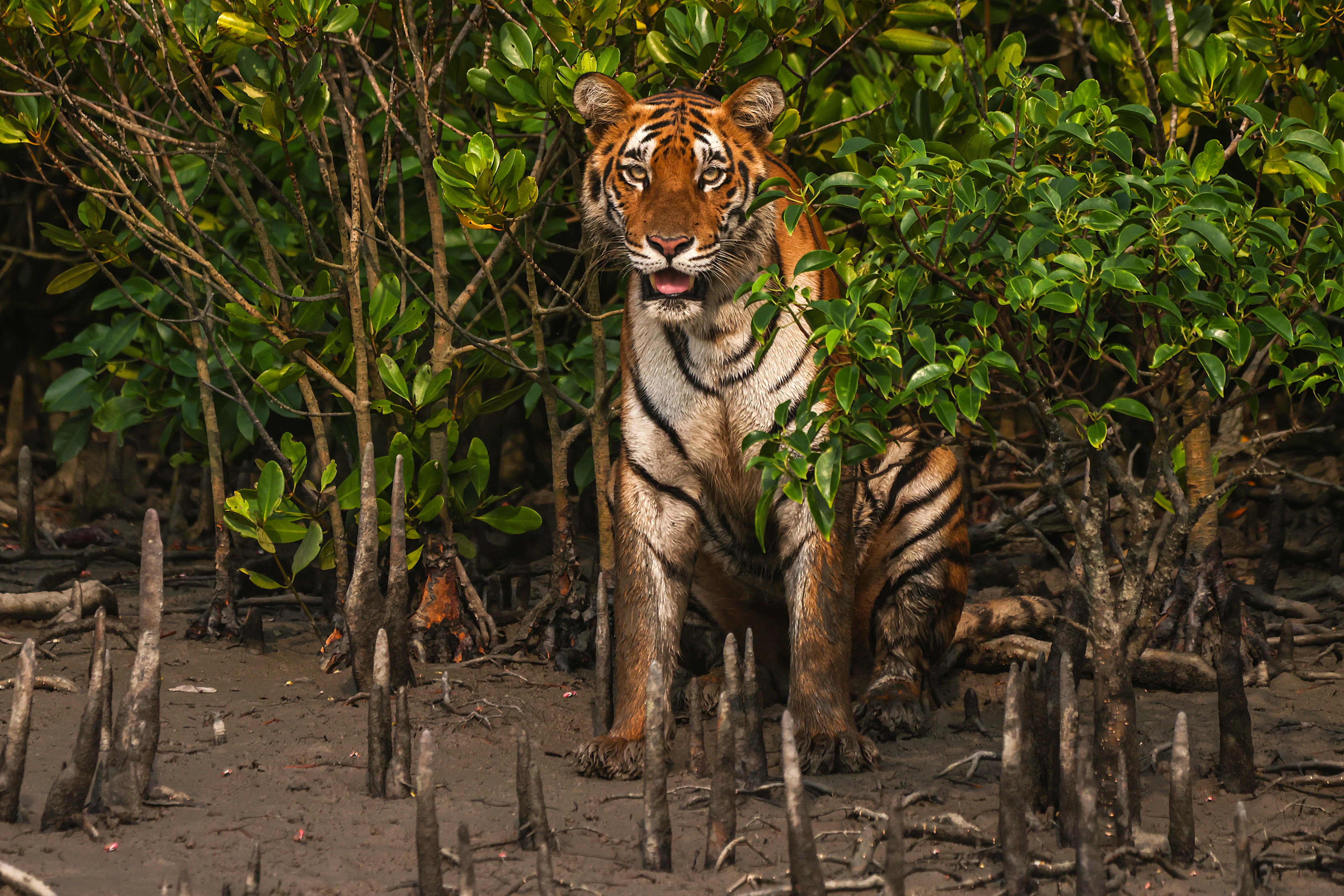 royal bengal tiger of sundarbans