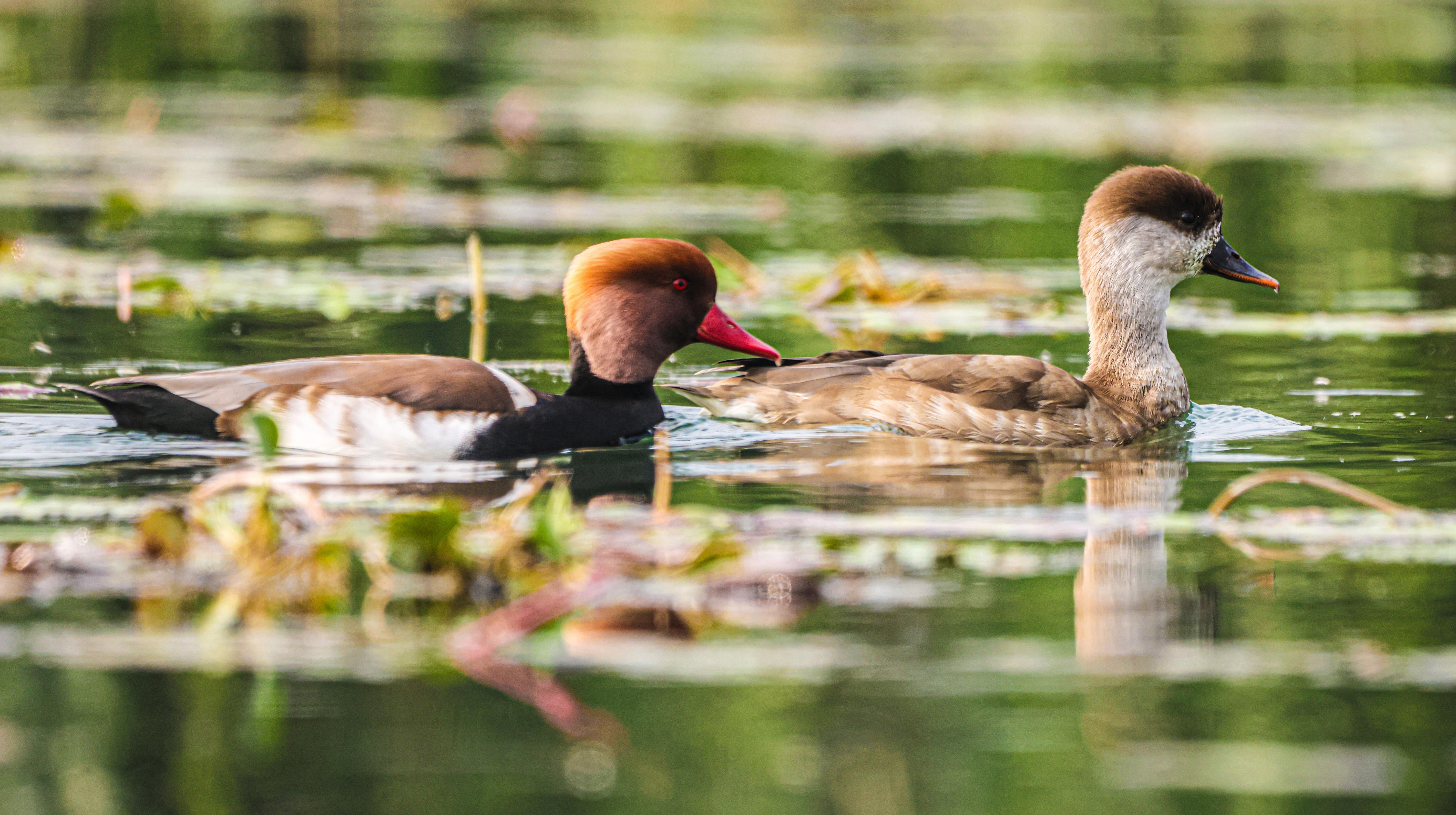 Red-crested Pochard