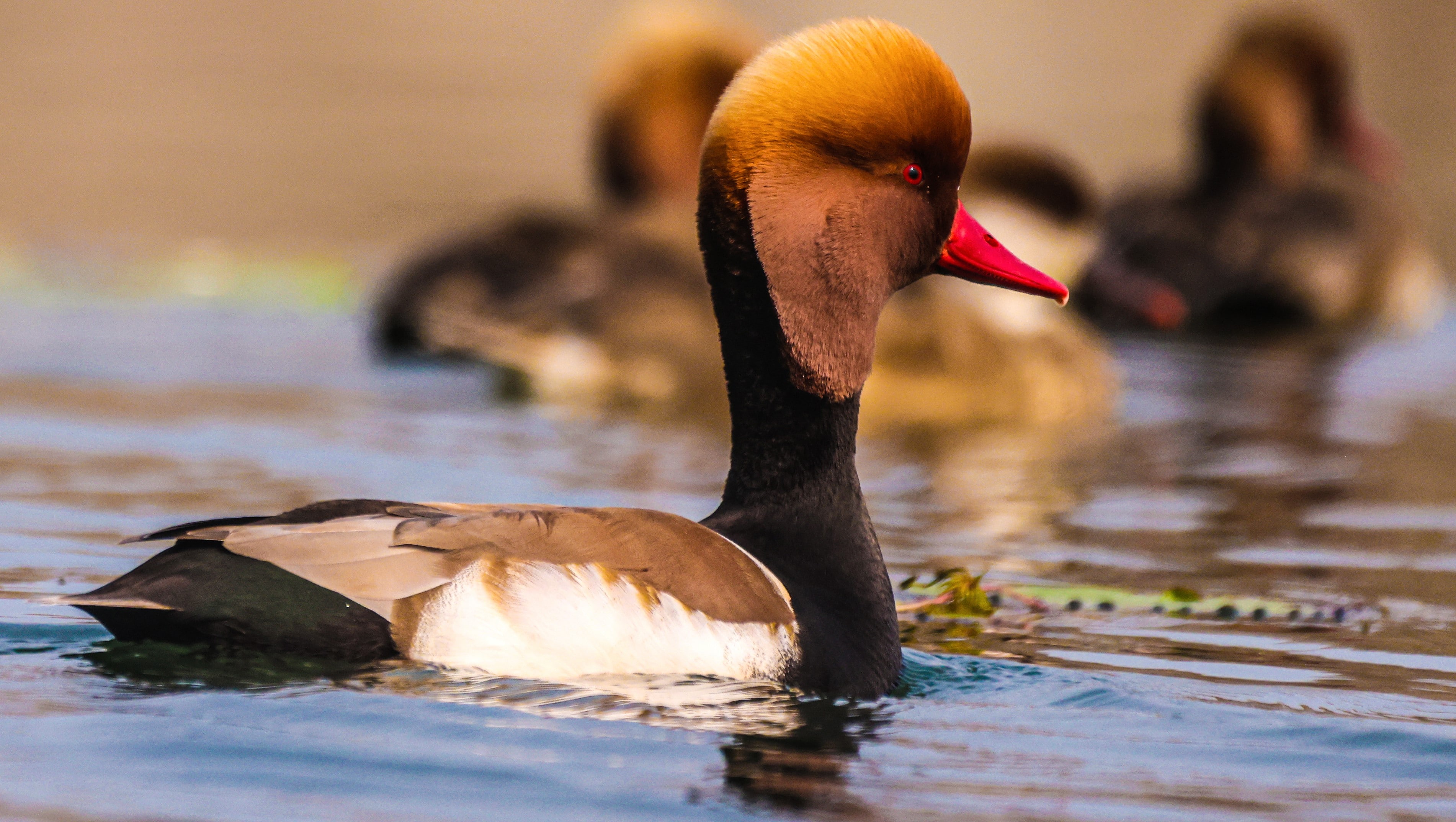 Red-crested Pochard