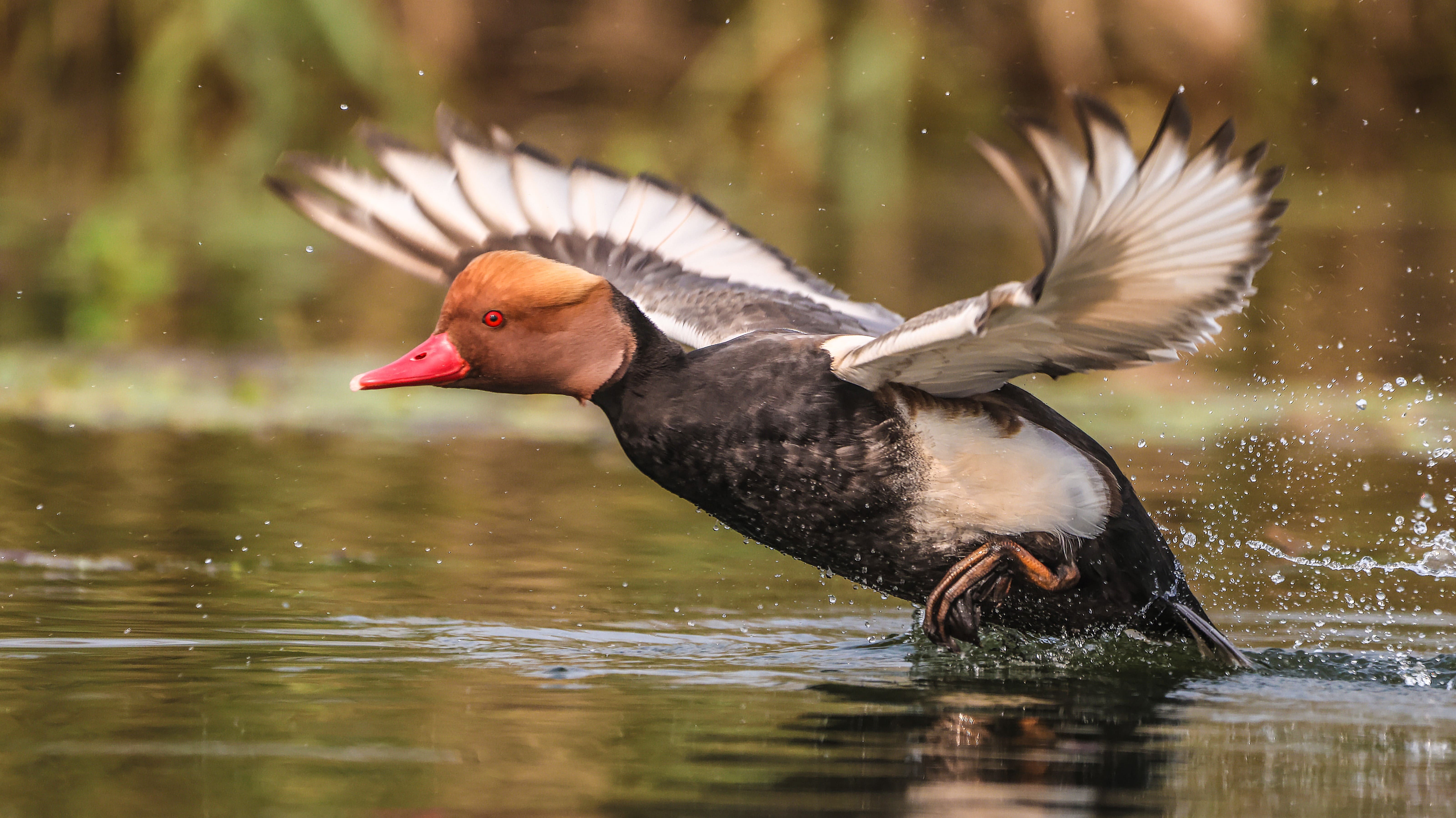 Red-crested Pochard
