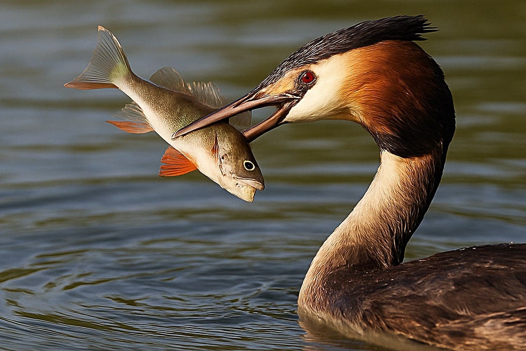Great Crested Grebe Eating fish