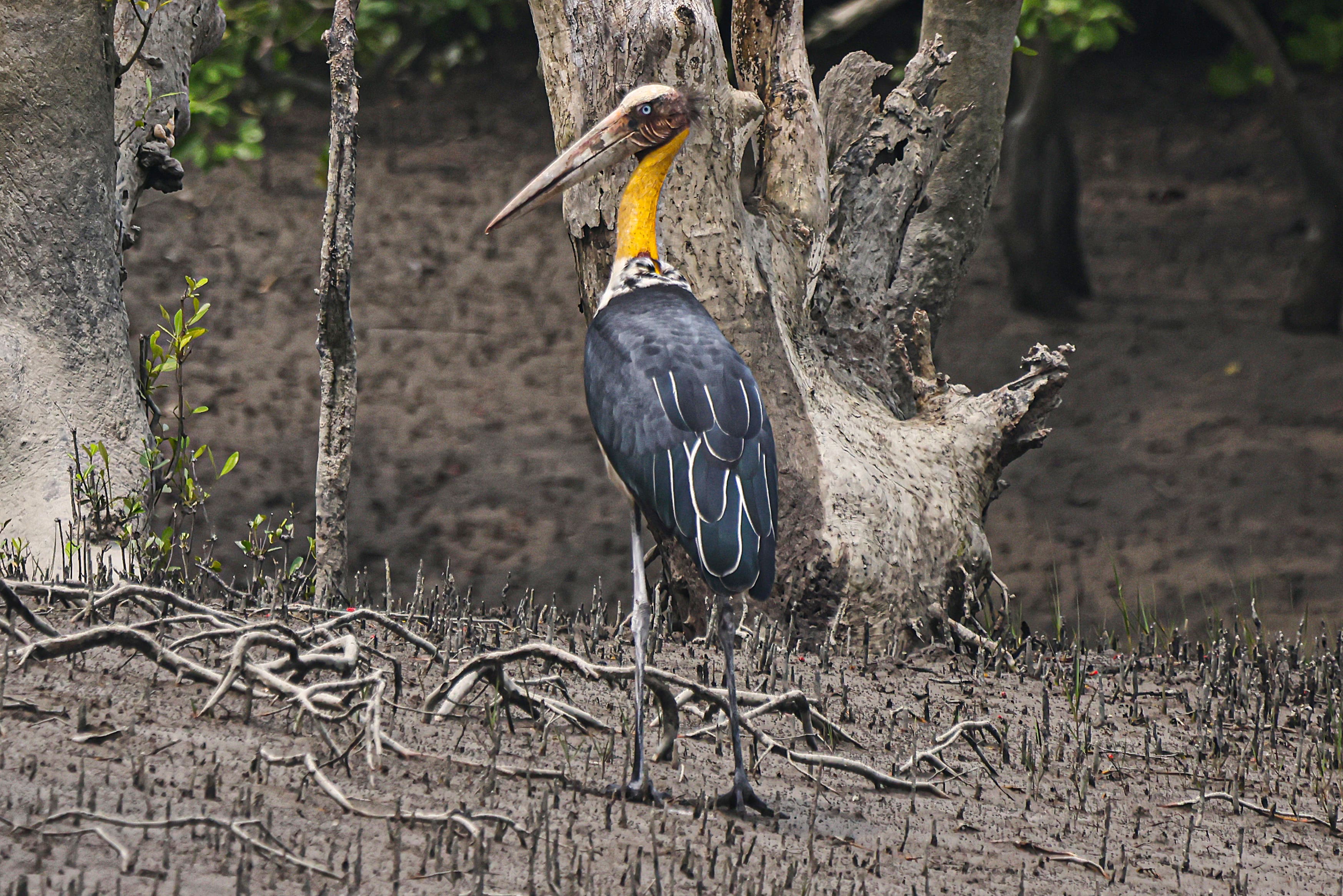 Lesser Adjutant