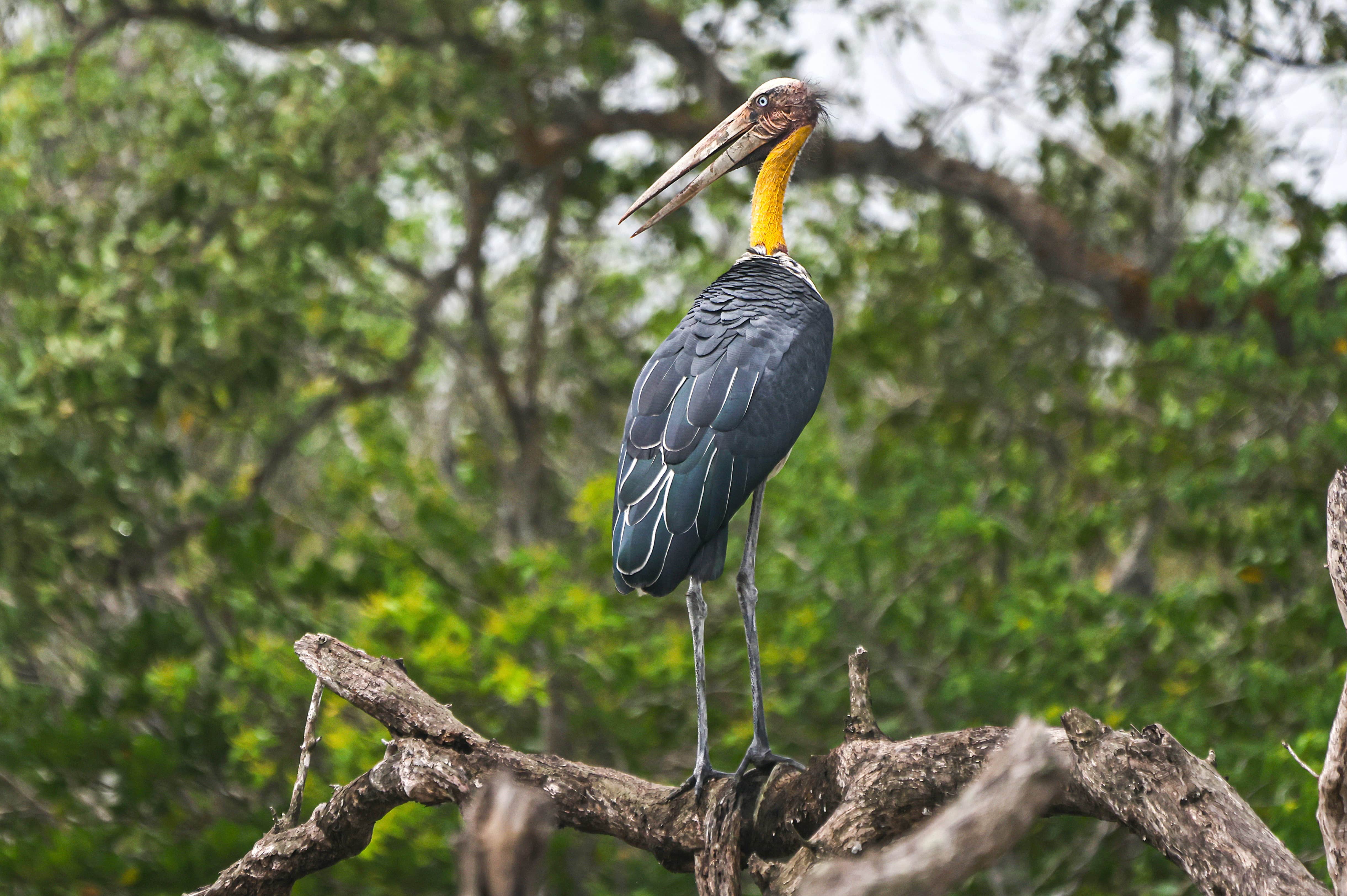 Lesser Adjutant in Sundarban