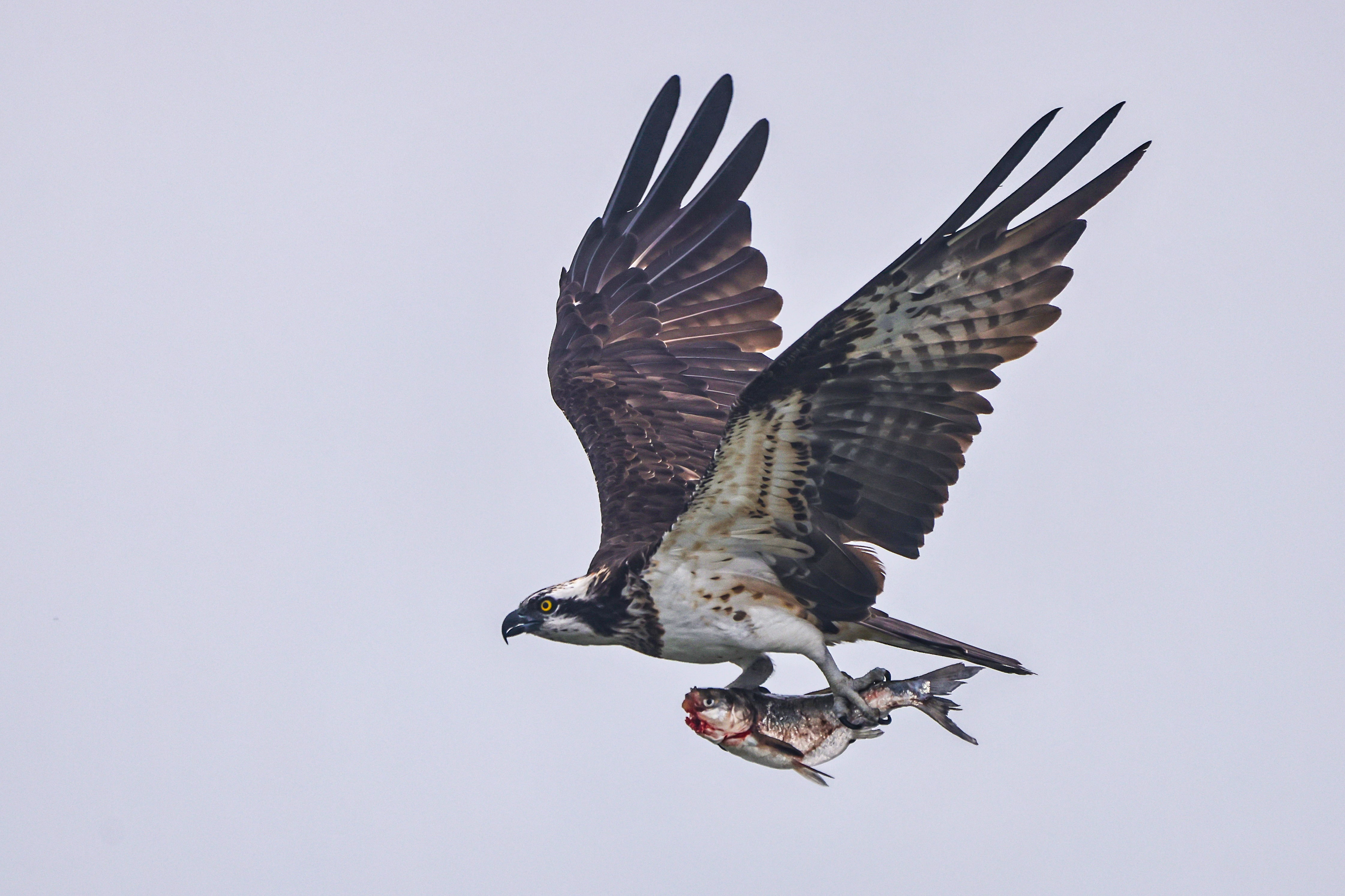 Osprey flying with fish