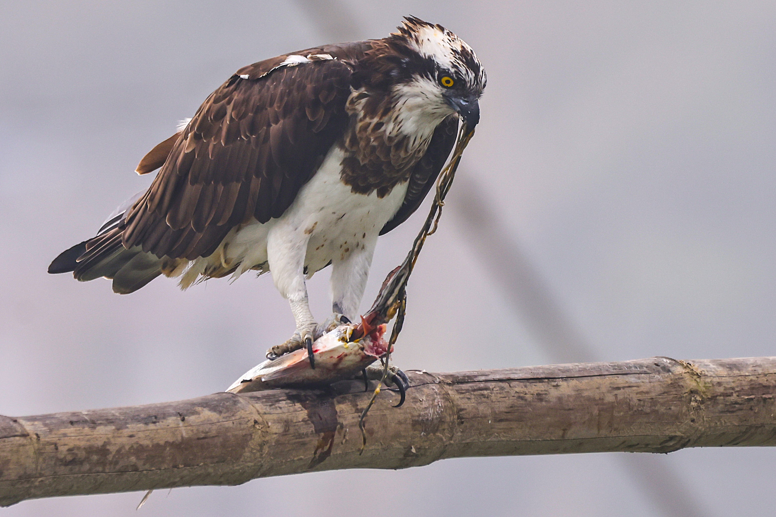 Osprey eating fish