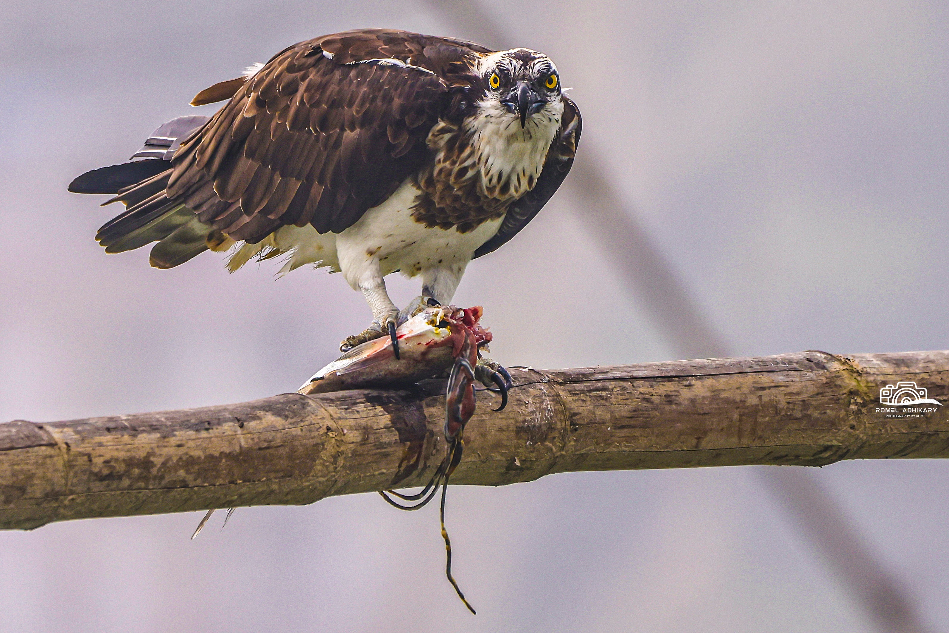 Osprey