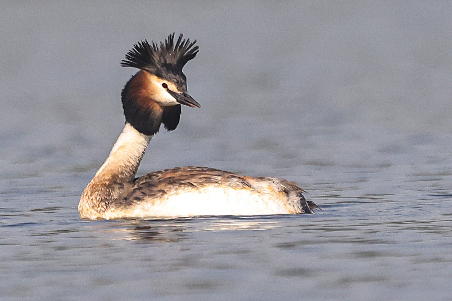 Great Crested Grebe