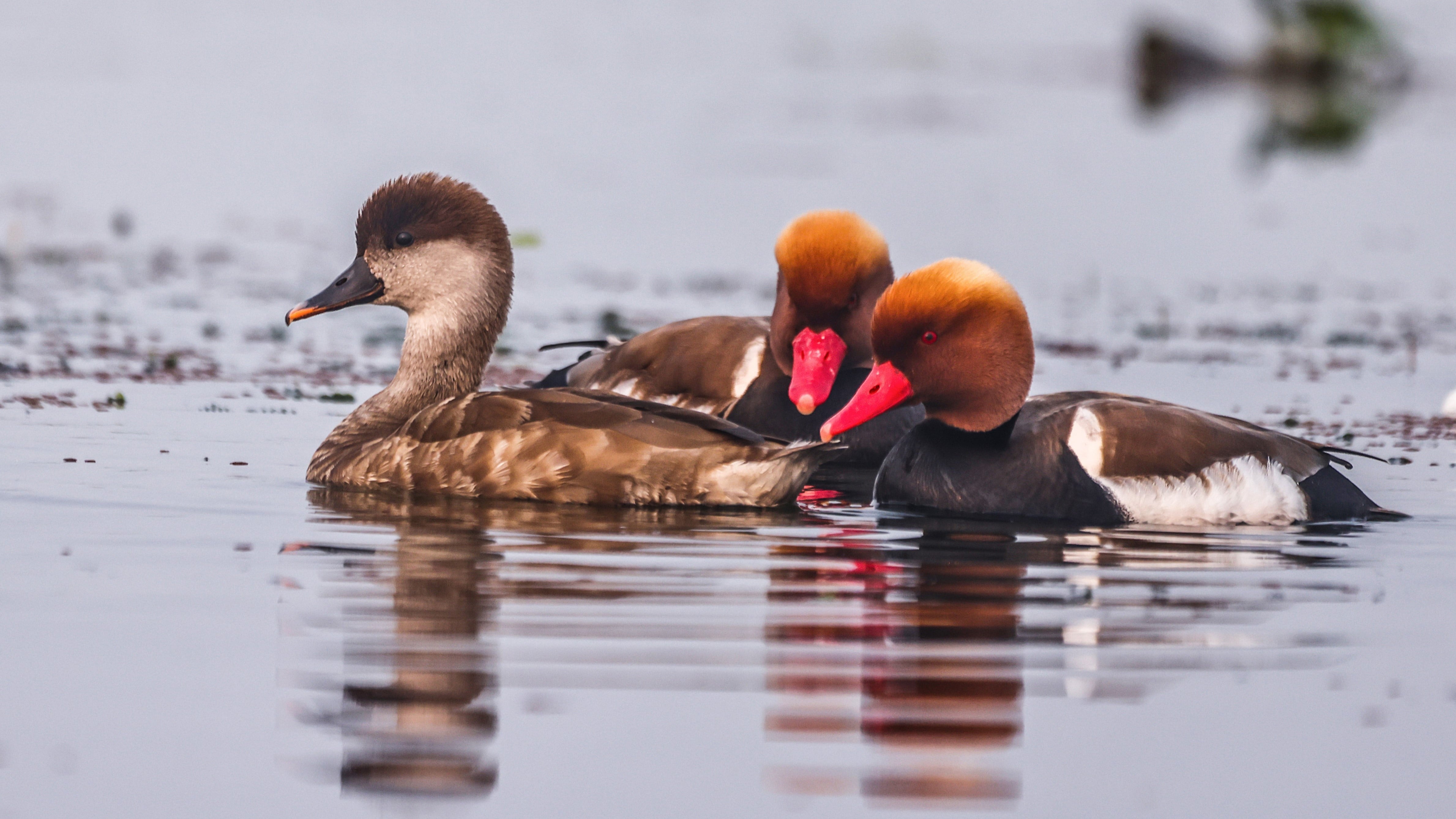 Red-crested Pochard