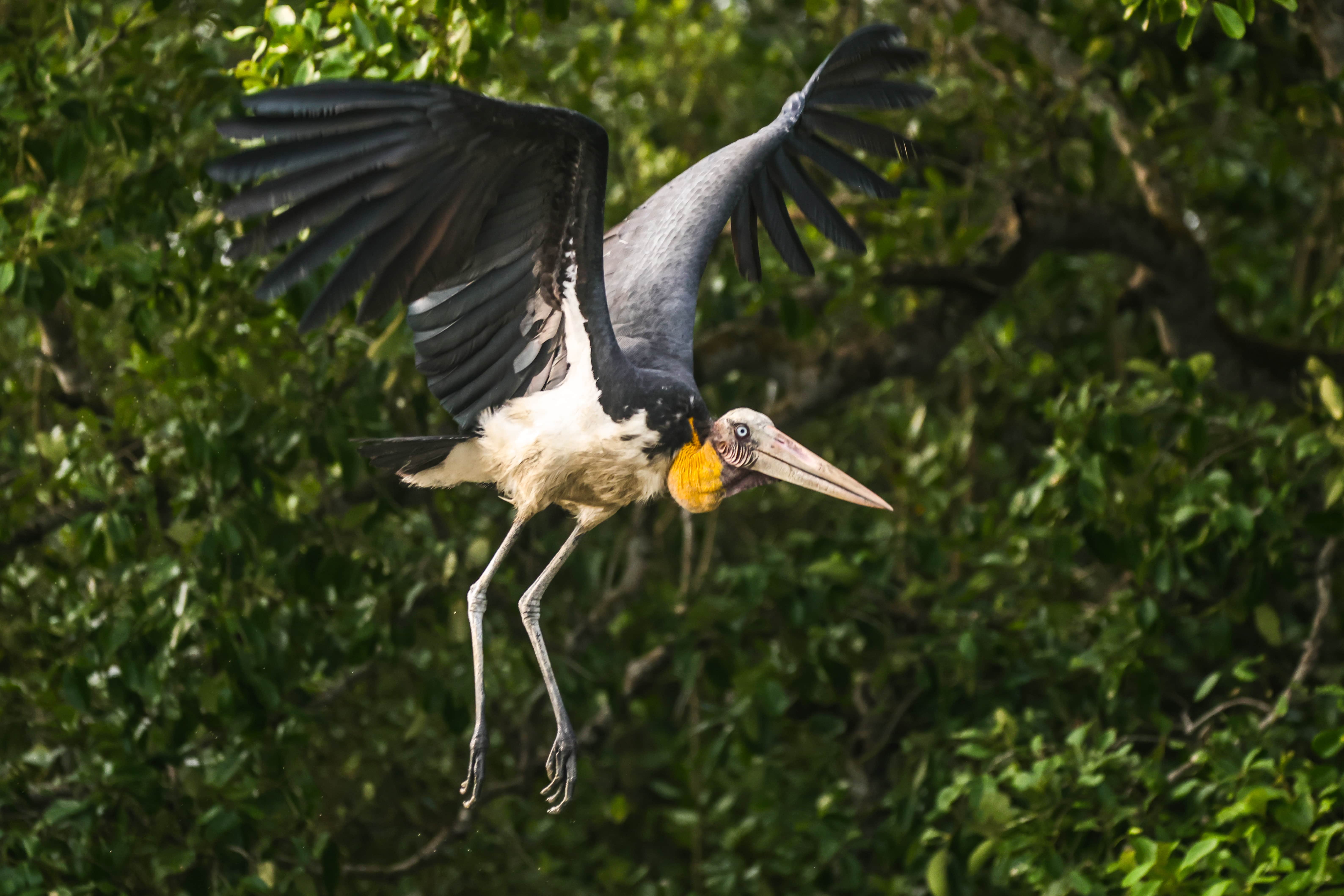Lesser Adjutant also known as Madantak in Bengali