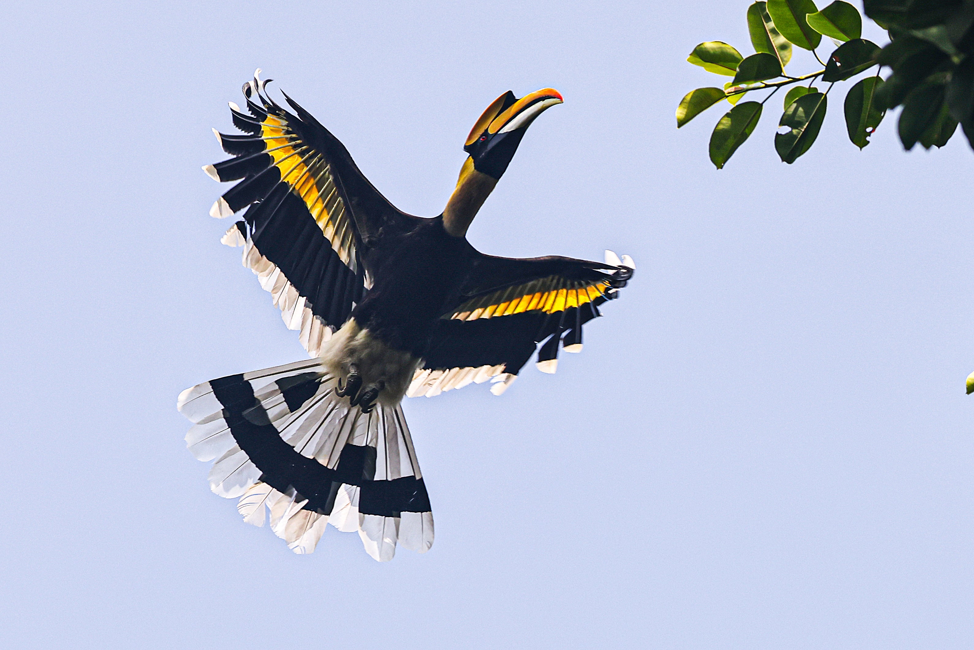 Great Indian Hornbill