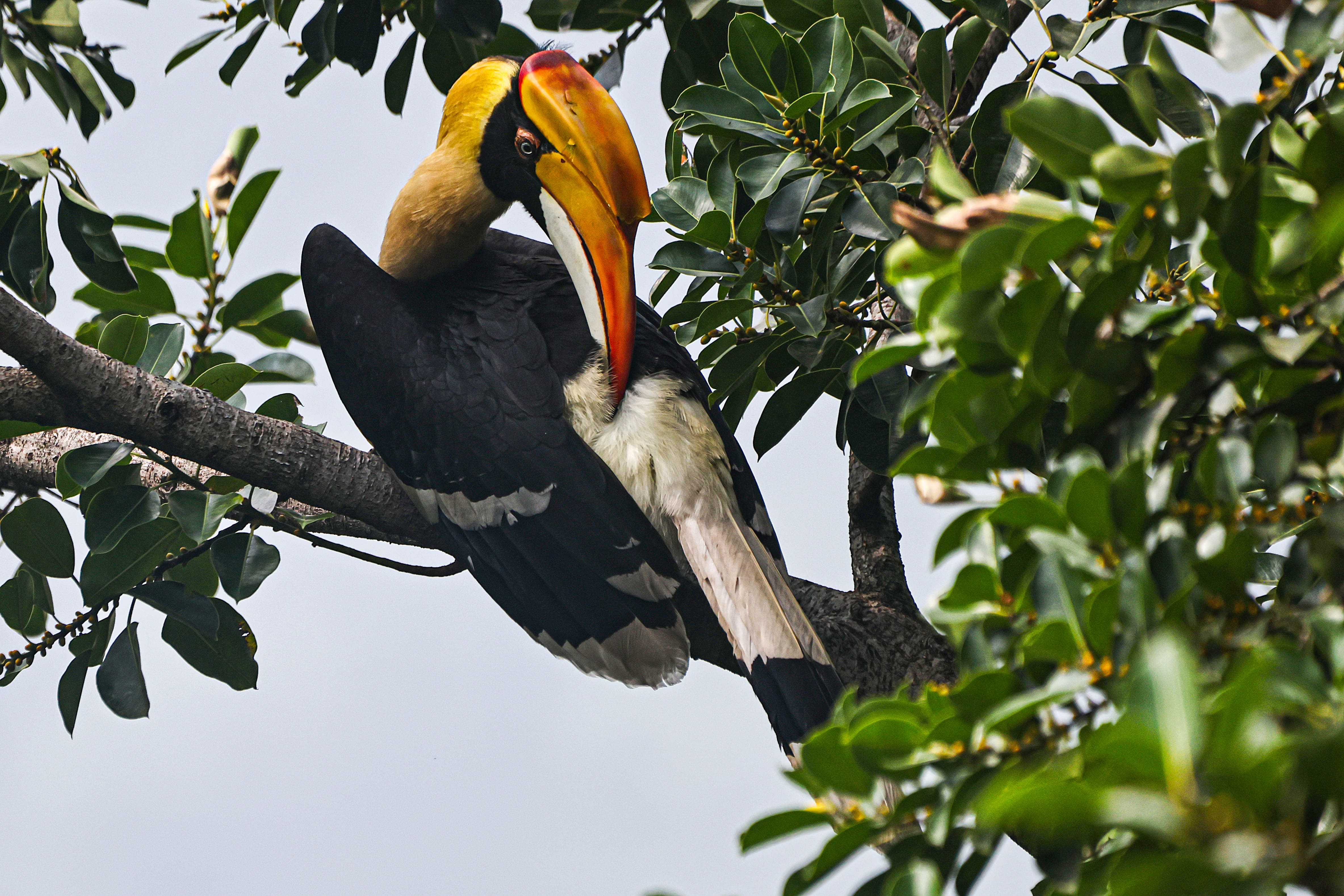 Great Indian Hornbill