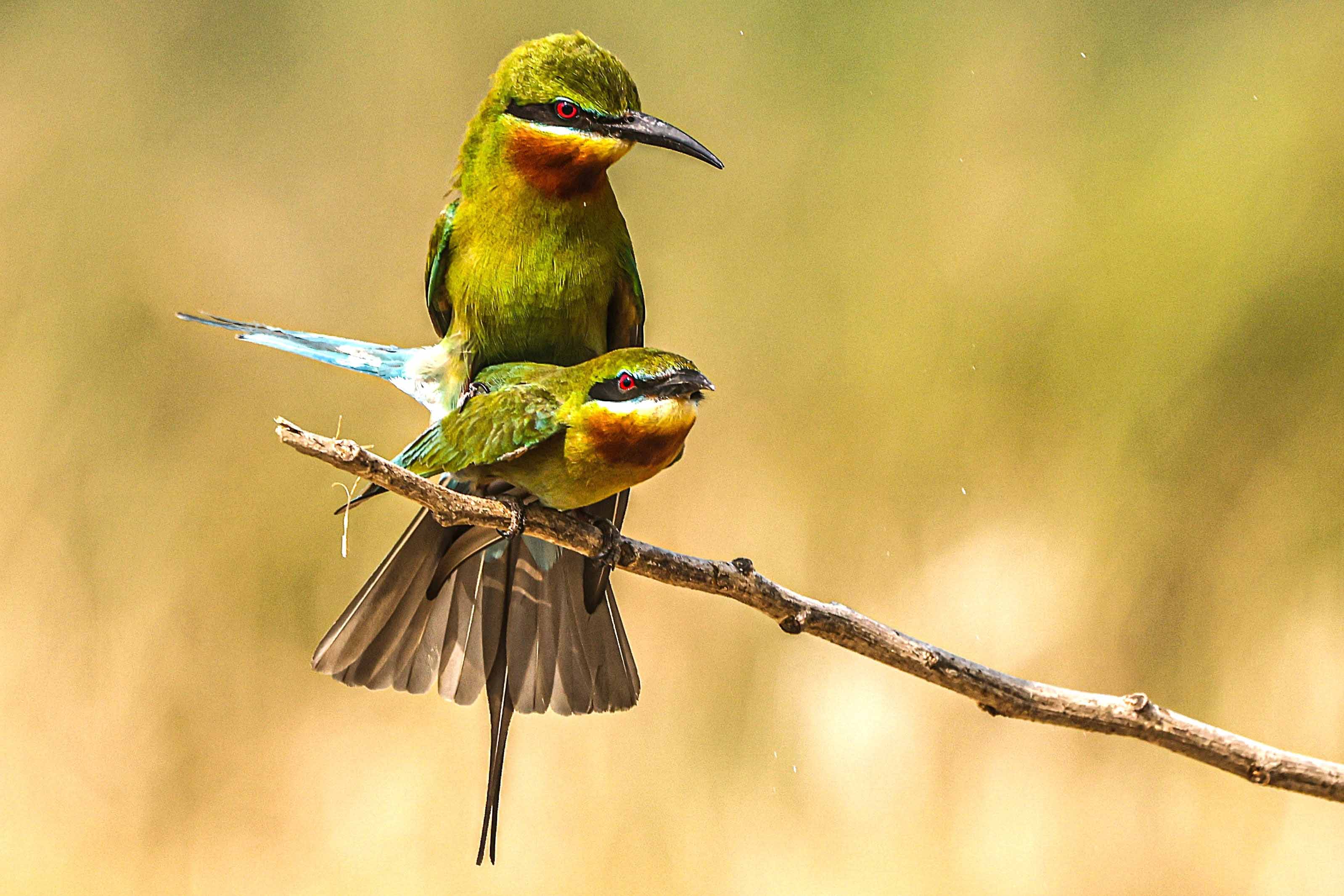 blue-tailed bee-eater