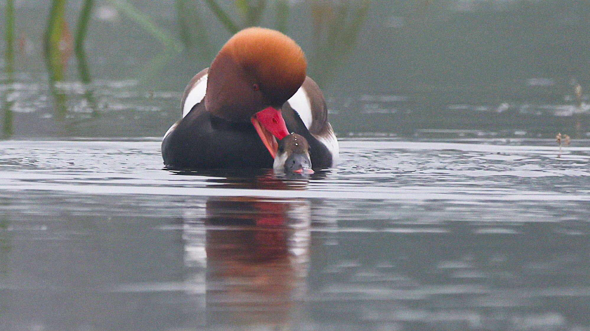 Red-crested Pochard