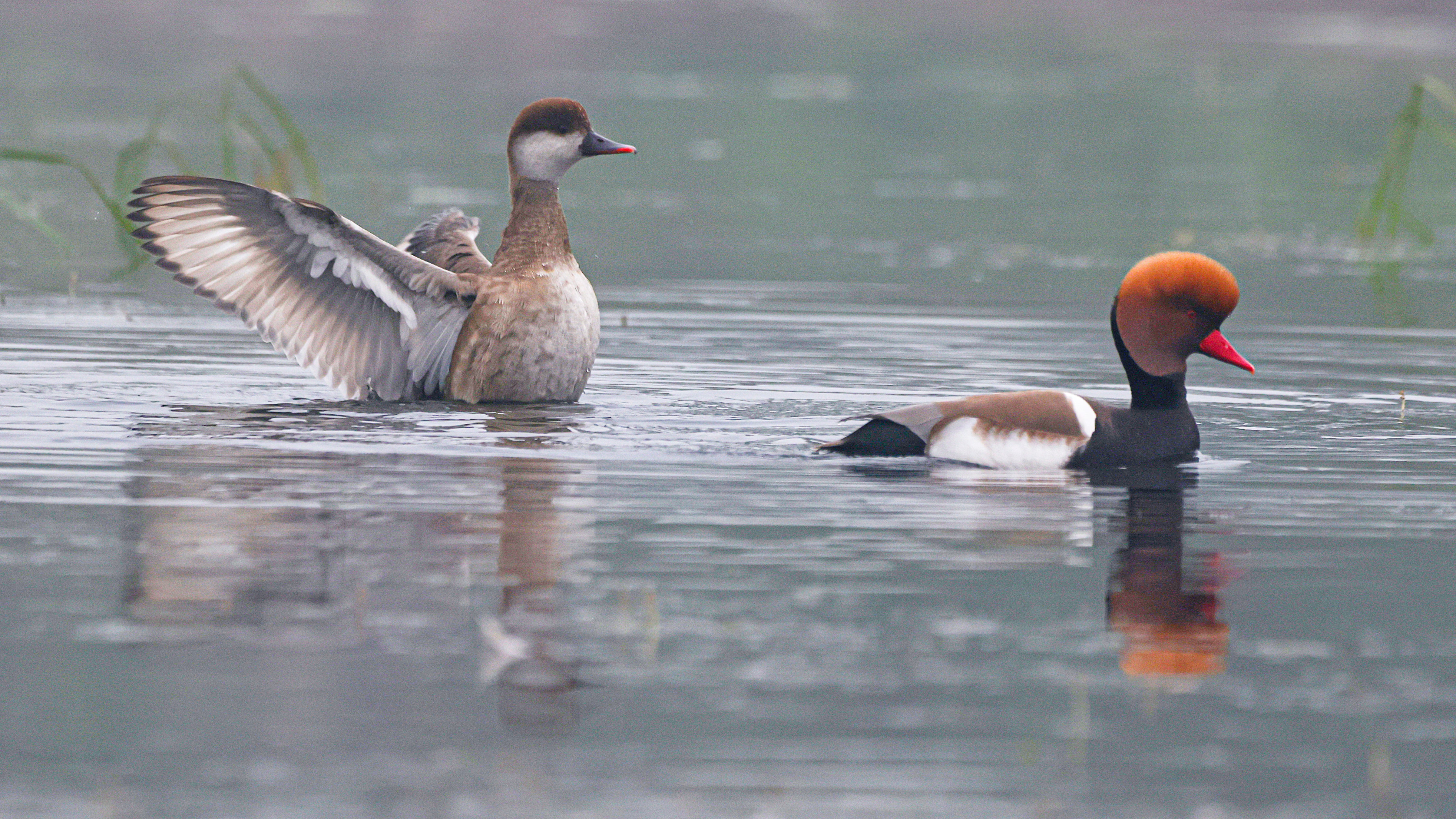 Red-crested Pochard