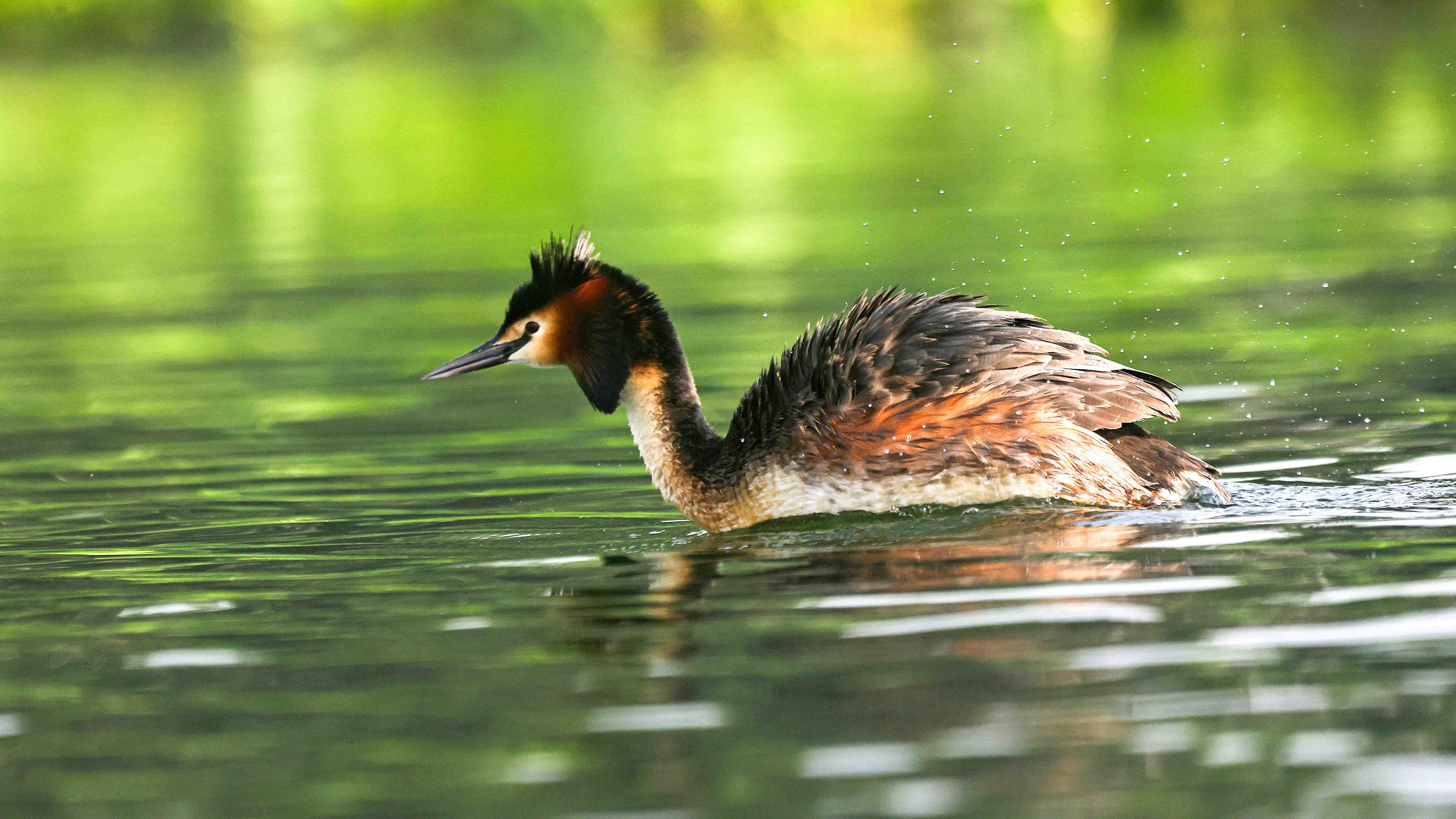 Water Bird Photography