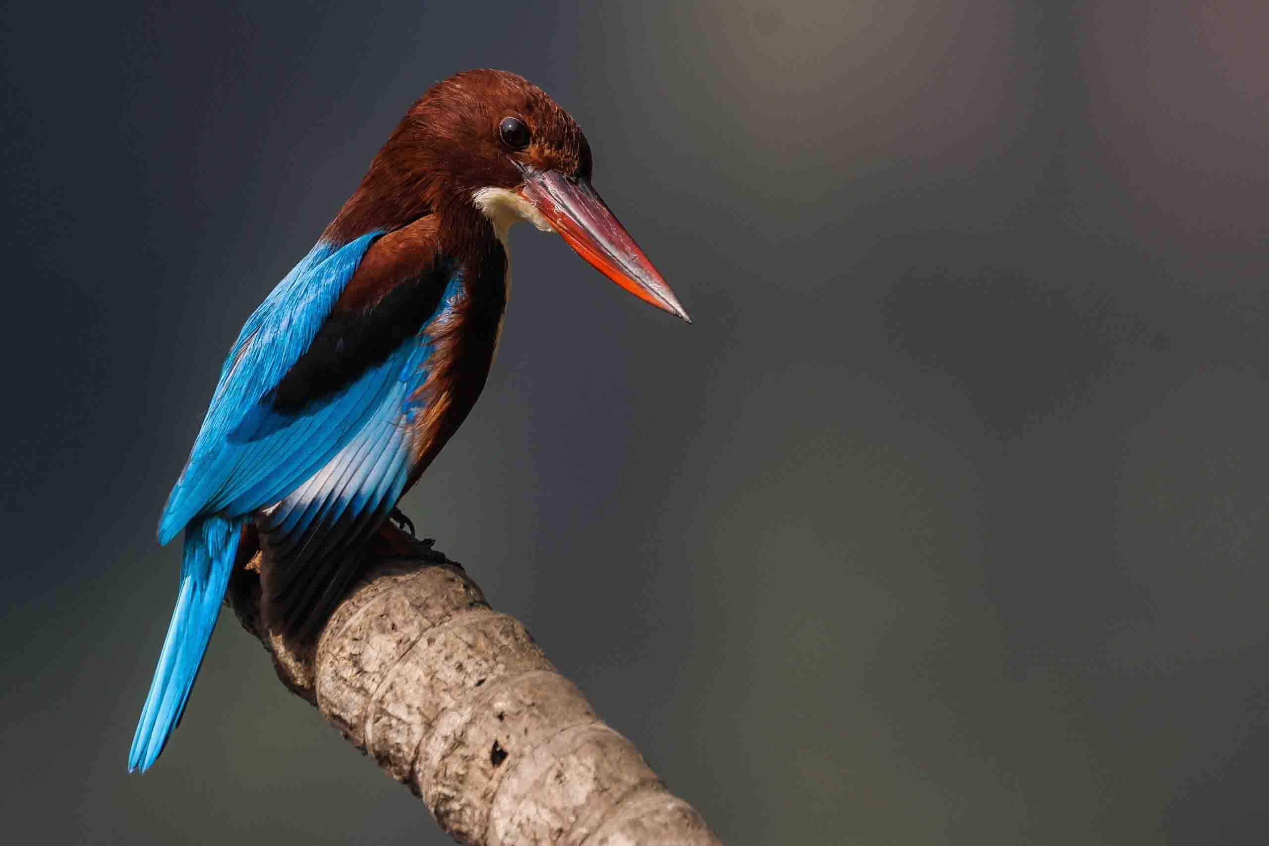 White-throated kingfisher wildlife Bird photography and these birds are beautiful