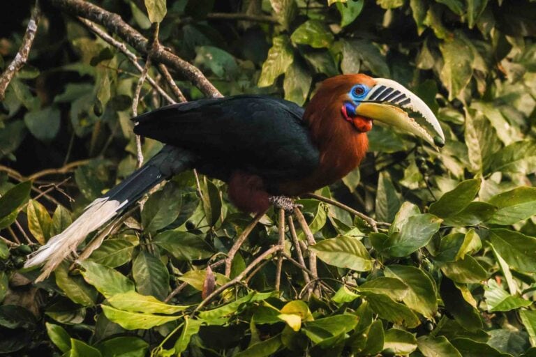 Rufous-necked Hornbill Male bird photography and this photo is used in the blog related to Wildlife photography for conservation