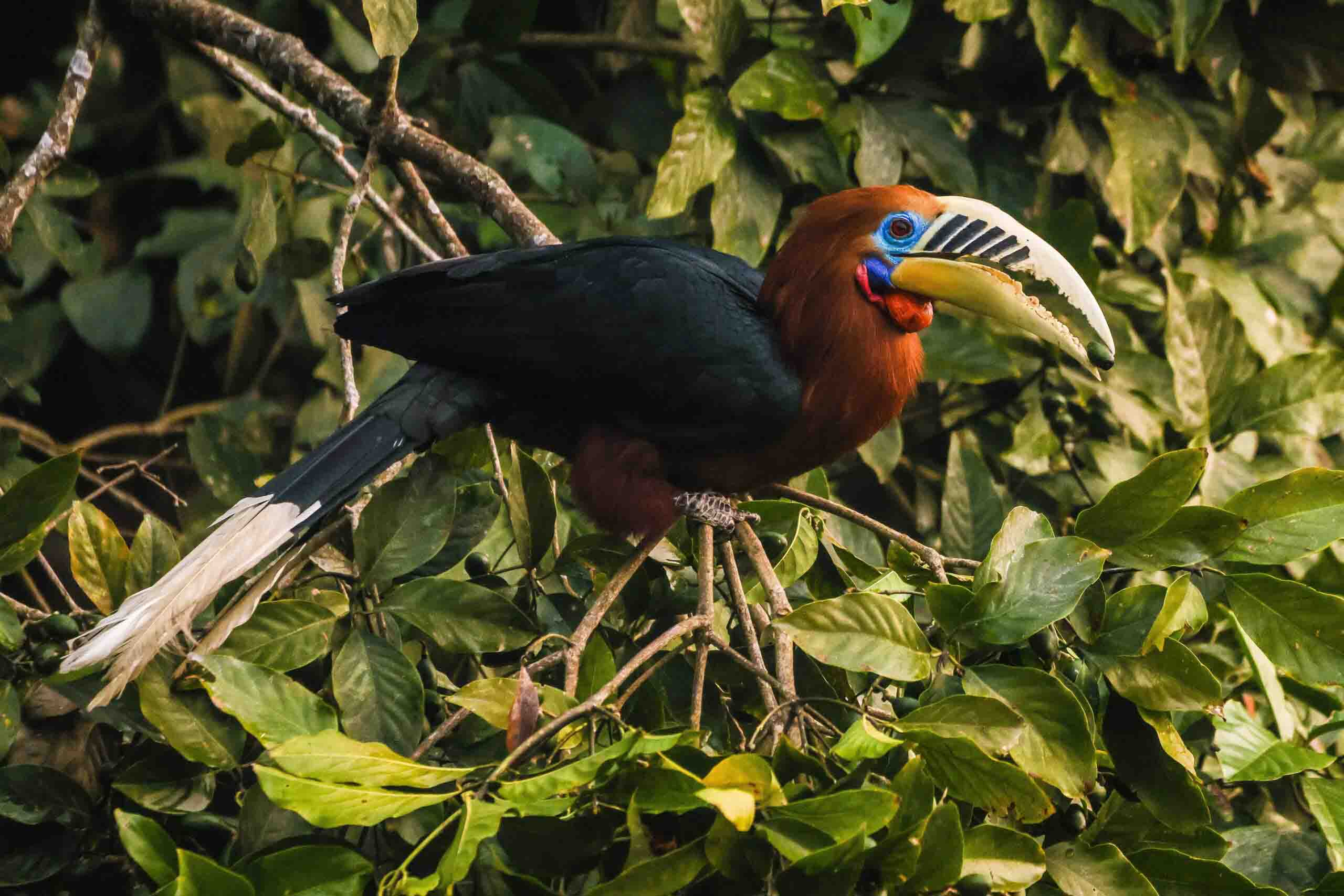 Rufous-necked Hornbill Male bird photography and this photo is used in the blog related to Wildlife photography for conservation