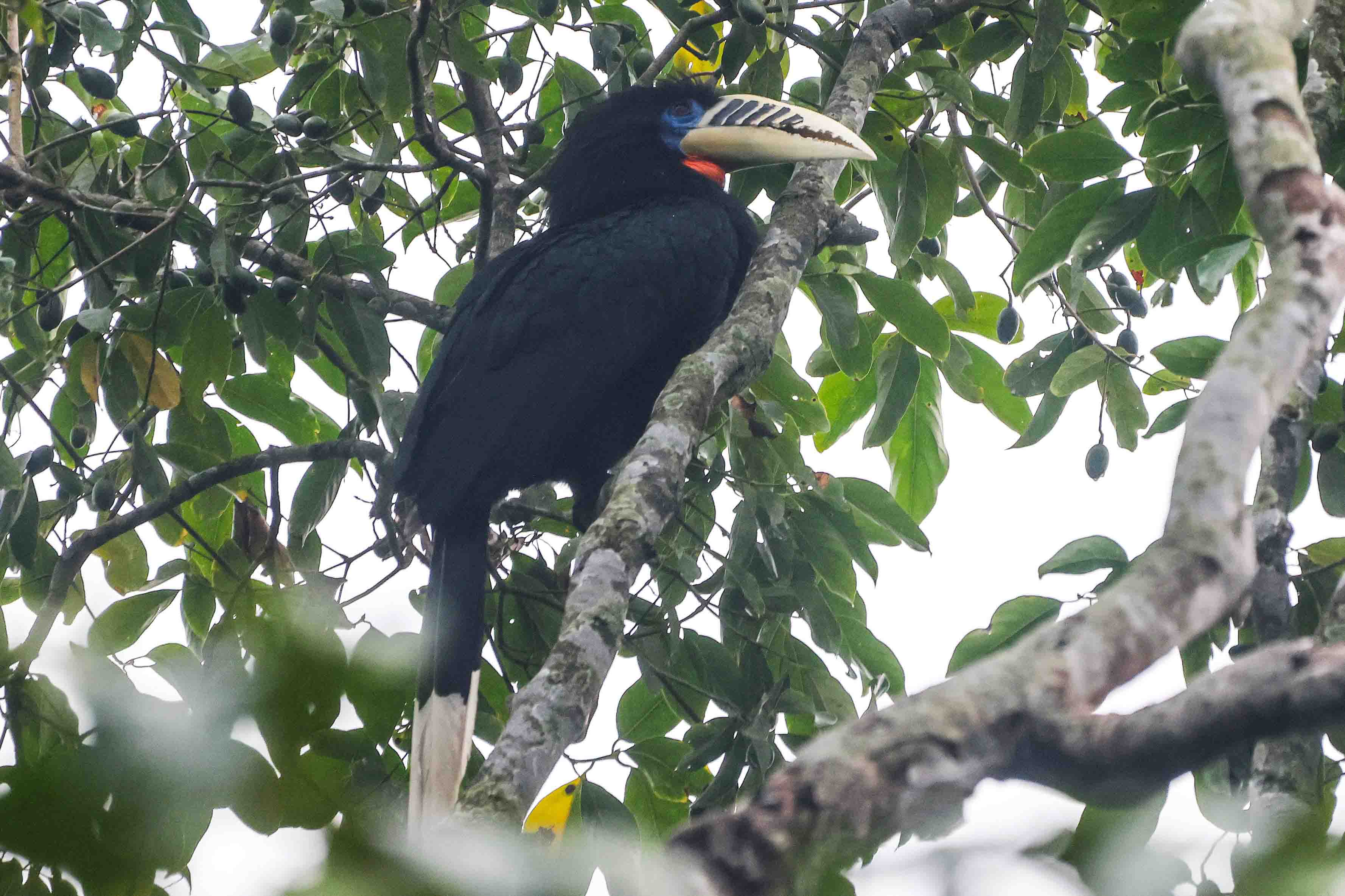 Rufous-necked Hornbill Female