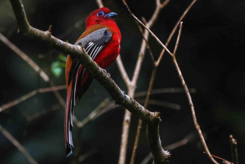 Red-headed Trogon