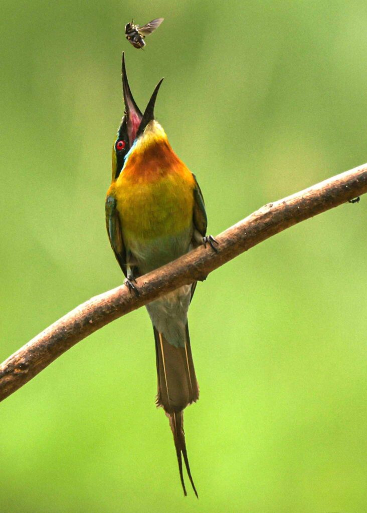 blue-tailed bee-eater and this is used in Photography Blog for Beginners