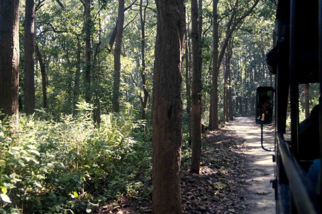 wildlife photography and jungle safari in jim corbett national park