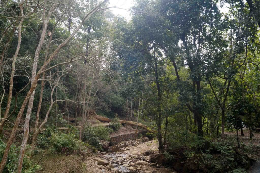 wildlife photography and jungle safari at Jim Corbett National Park