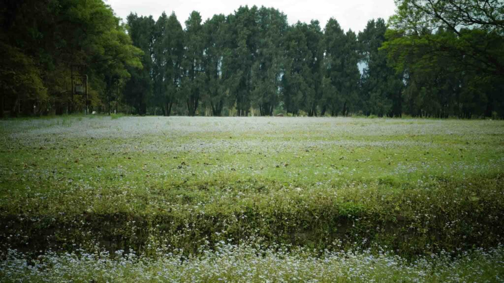 Photography at Forest Research Institute