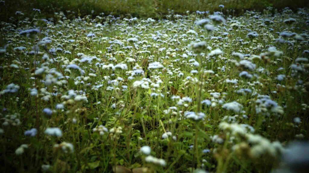 Photography at Forest Research Institute &Join Photography Community