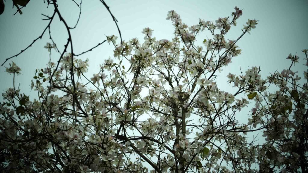Photography at Forest Research Institute in Dehradun