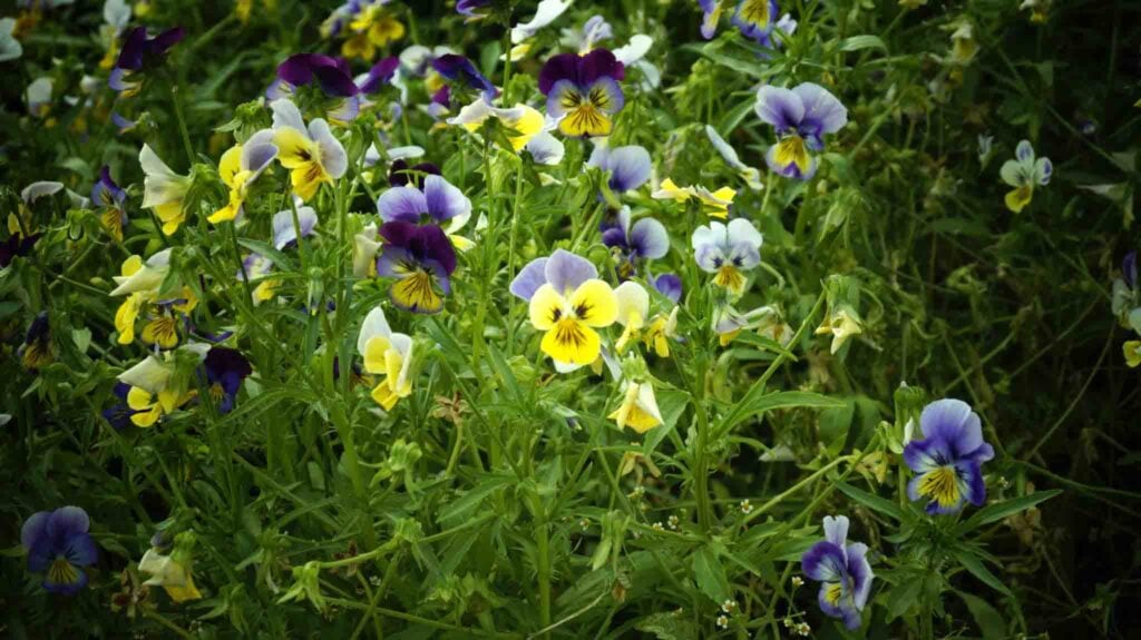 Photography at Forest Research Institute