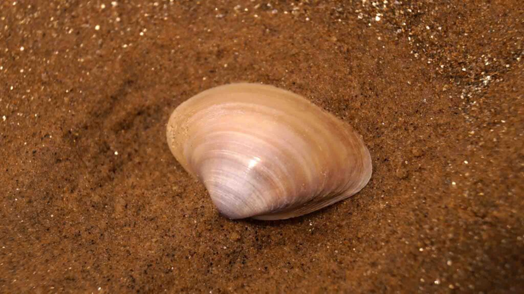 Mandarmani Photography