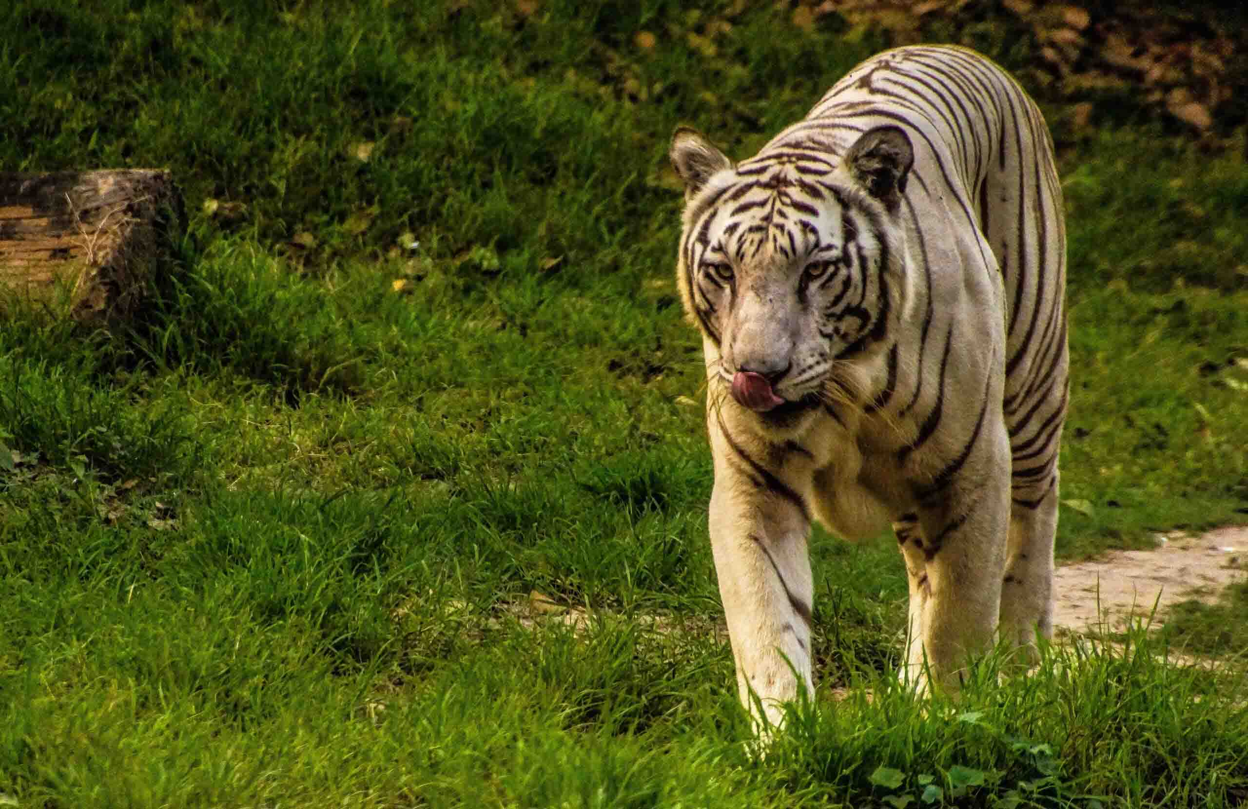 wildlife photography of White tiger in Jim Corbett National park