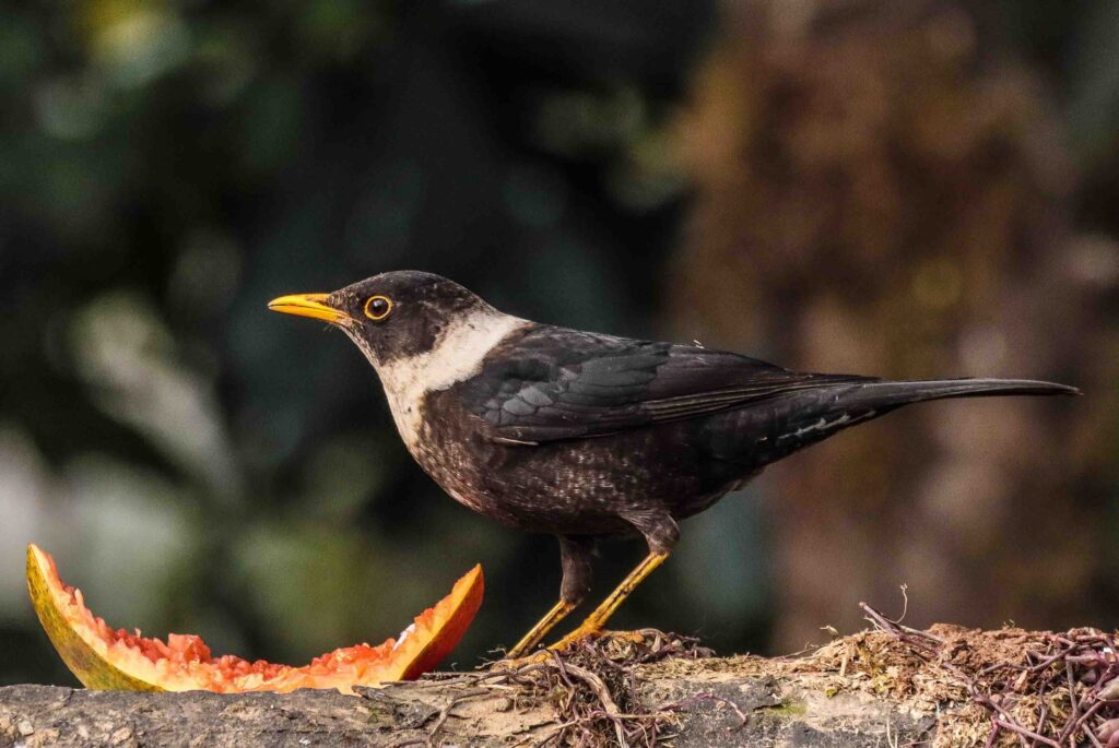 White necked thrush bird photography and these birds are beautiful