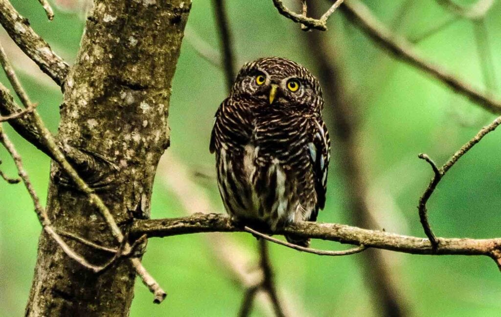 wildlife photography and jungle safari at Jim Corbett National Park