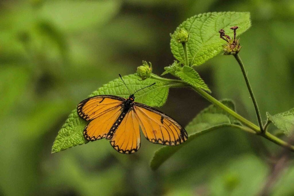 photography of beautiful butterflies and this is Yellow Coster