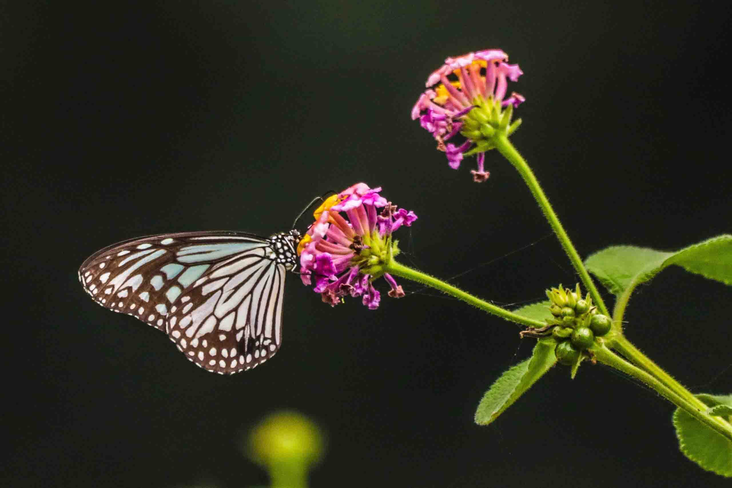 photography of beautiful butterflies and this is Blue Tiger Butterfly