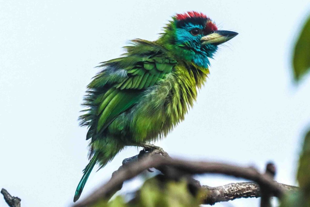 Blue-throated barbet Bird photography and these birds are beautiful