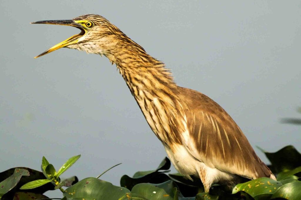 bird photography is one of the types of photography and these birds are beautiful