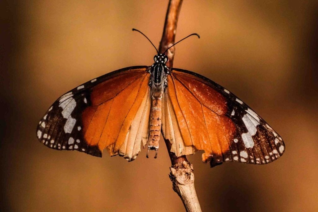 photography of beautiful butterflies and this is Danaid Eggfly