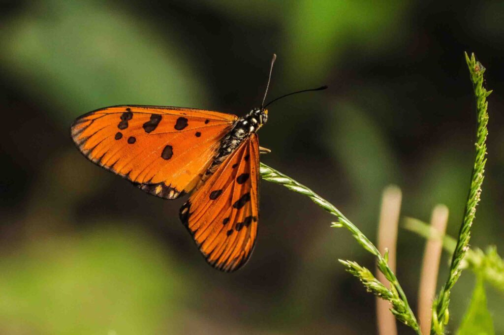 Gulf fritillary Butterfly and featured image for blogs