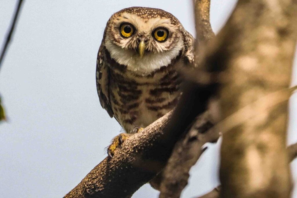 Athene Noctua Owlet wildlife and Bird photography and these birds are beautiful