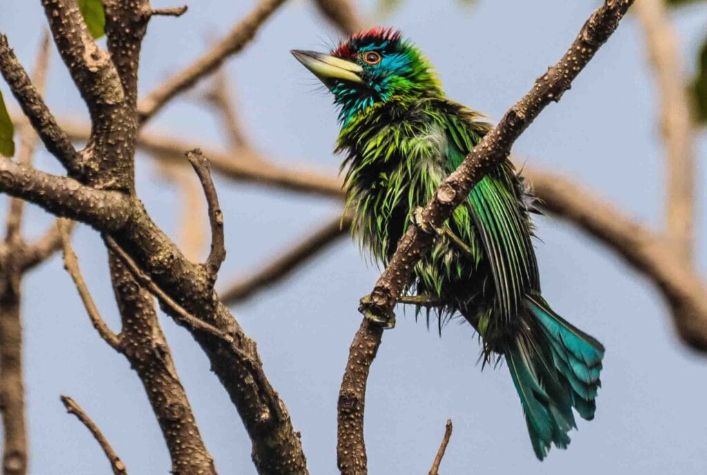 Blue-throated barbet Bird photography and these birds are beautiful
