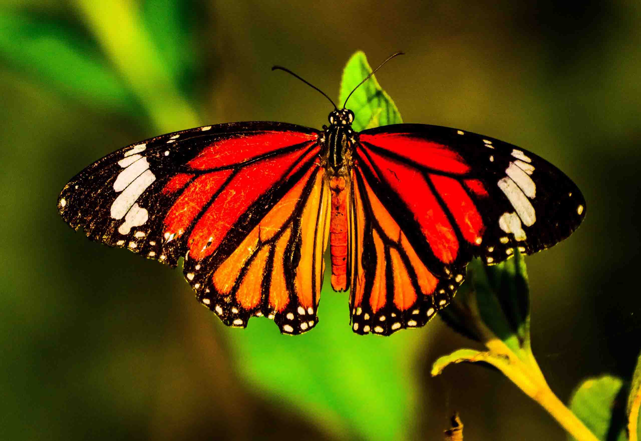 photography of beautiful butterflies and this is Tiger spotted Butterfly. It is used in macro photography for beginners blog