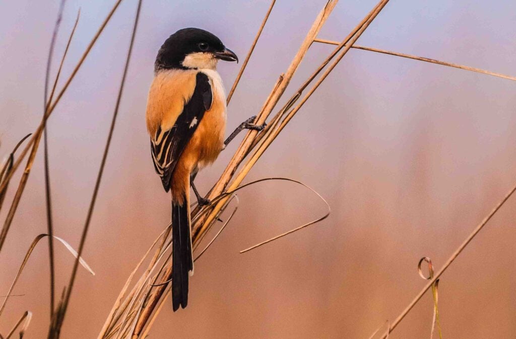 long-tailed shrike bird photography and these birds are beautiful