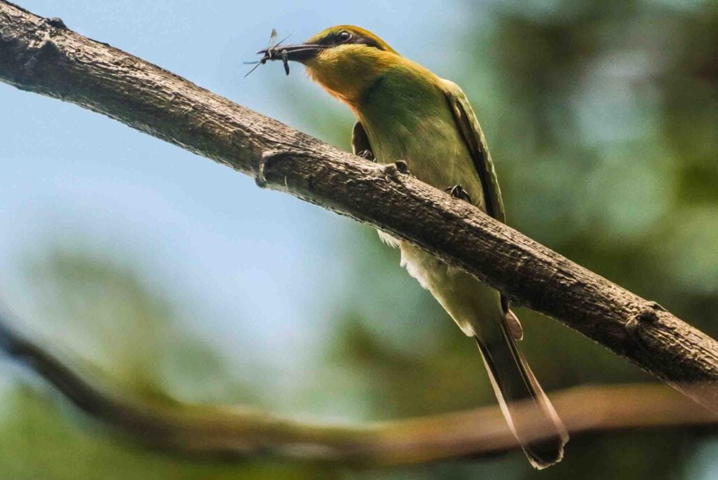 Swallow-tailed Bee-eater
