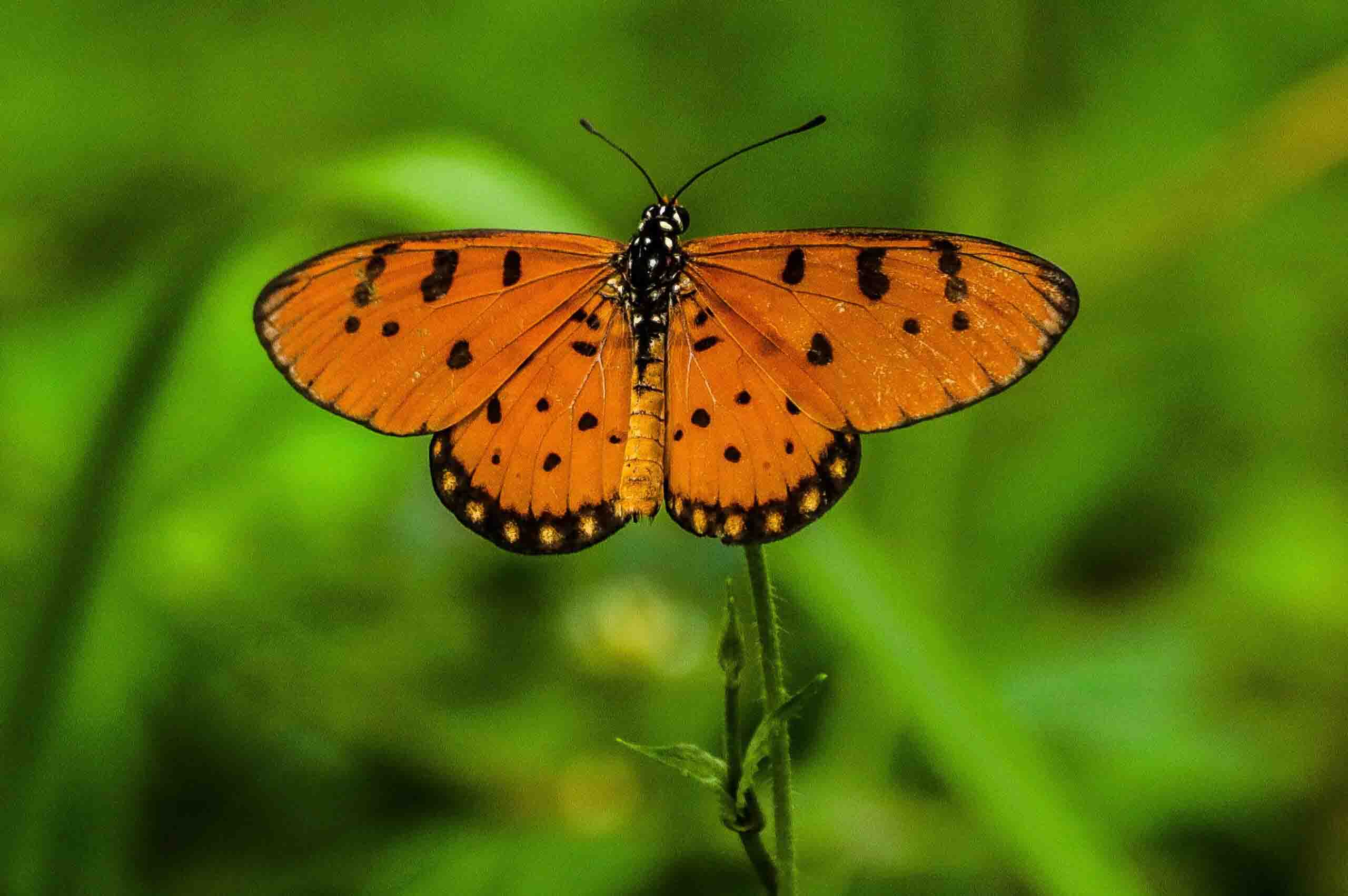 Photography of Peautiful Butterflies and this is Tawny Coster butterfly. we are studing macro photography for beginners