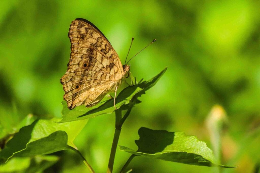 Macro Photography of Beautiful Butterflies and this is Gray Pansy